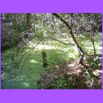 Fort Clinch Nature Trail 2.jpg